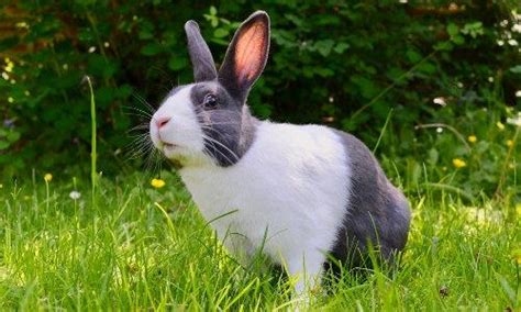 rabbit cam|Rabbit Web Cams